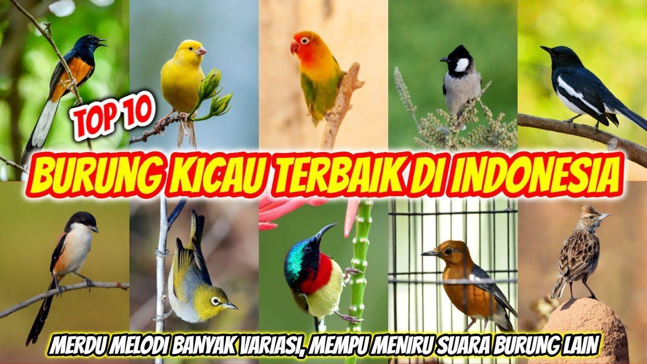 10 Daftar Gacor Terbaik dan Tergacor: Suara Burung Berkualitas